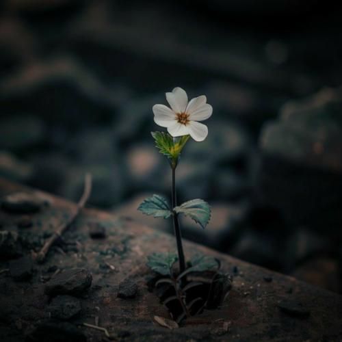 دانلود آهنگ به قربون سیبیل هرچی مرده