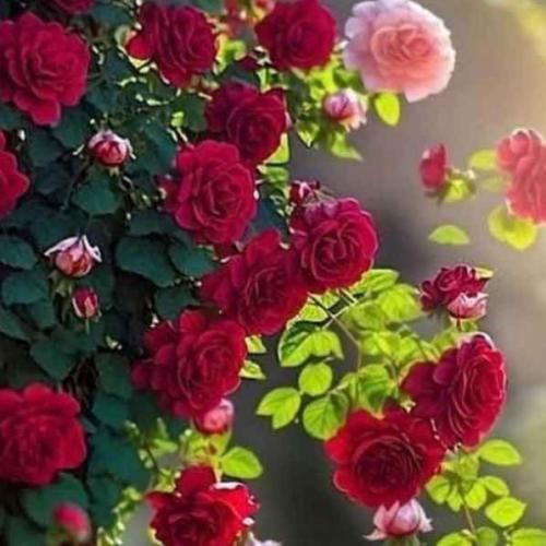 دانلود آهنگ جومه ویلی چافی چقدر قشنگه