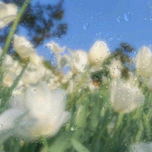 دانلود آهنگ یه چیزی تومه که بهم میگه شیر میگه میرسی