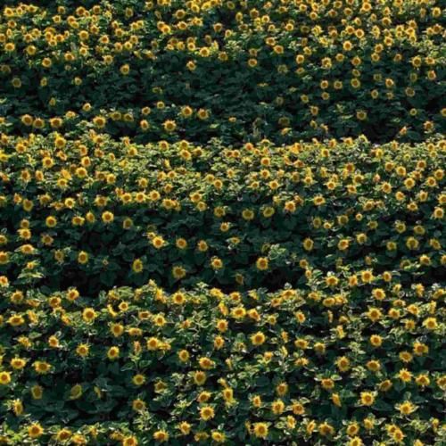 دانلود آهنگ خونه پر از رنج سکوته وای دلم تنگه گل های باغچه