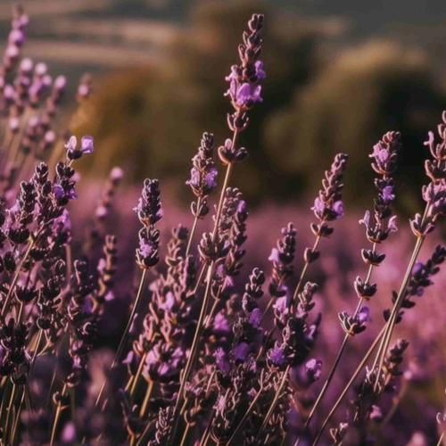 دانلود آهنگ شهروانو کزیا دایکت قربانو