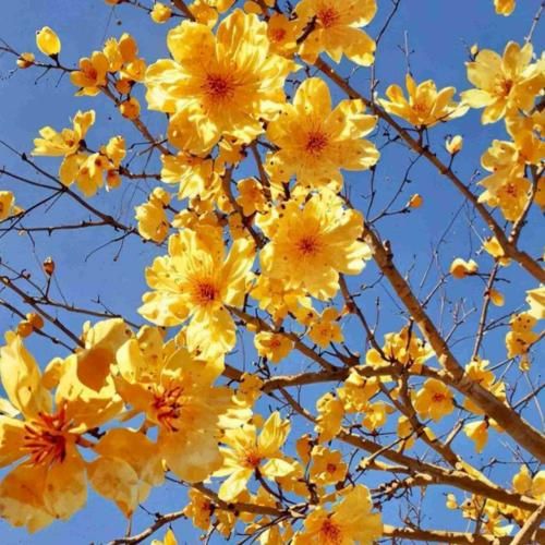 دانلود آهنگ دانسی میام دیرین دیرین داف میریزه درینک میرینک