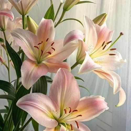 دانلود آهنگ خیلی وقته دلم با هیچی نمی لرزه حسام یکی یکی رفته
