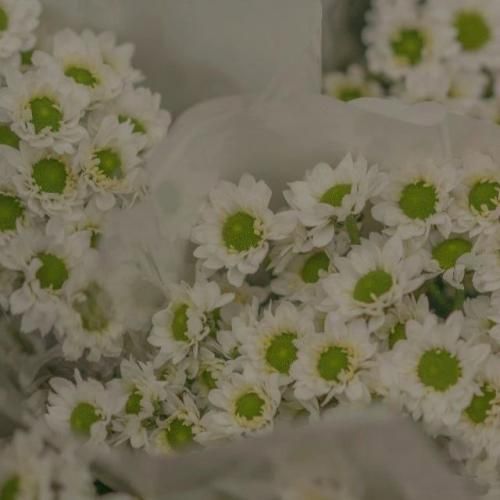 دانلود آهنگ زندگیم بی تو یخورده بی معنیه مثل شاخه ی بدون برگ