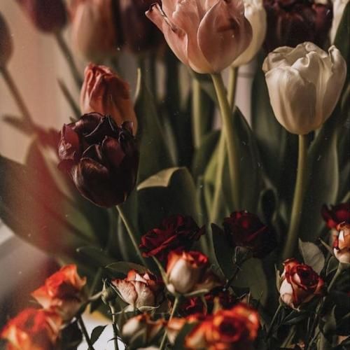 دانلود آهنگ عزیزم دووم بیار به خاطر من این دفعه رو مجبوریا