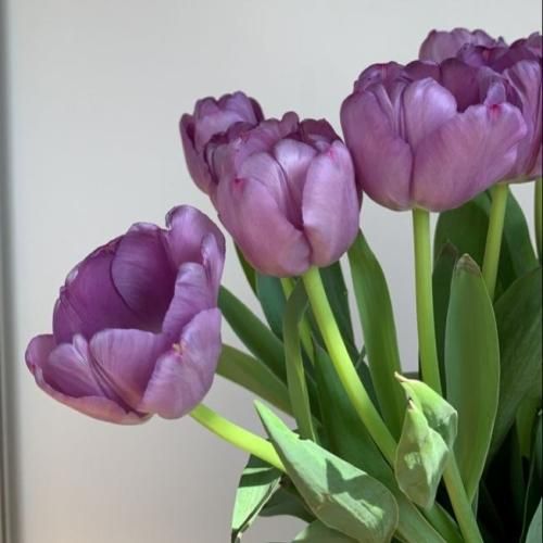 دانلود آهنگ جدید دلبر دلبر از فاطمه عطایی